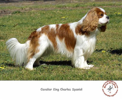 Cavalier King Charles Spaniel 9P032D-071.JPG
